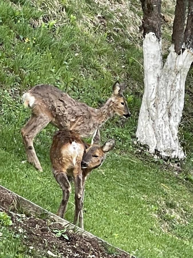Appartamento In Montagna Venas Exteriör bild